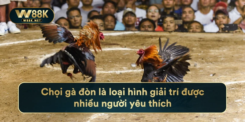 Cẩm Nang Chinh Phục Đá Gà Trực Tuyến Đỉnh Nhất Mọi Thời Đại 3 Chọi gà đòn là loại hình giải trí được nhiều người yêu thích