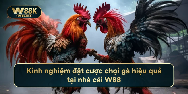 Kinh nghiệm đặt cược chọi gà hiệu quả tại nhà cái W88